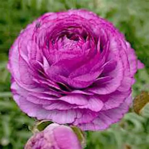 Ranunculus Purple Jean - lilac flowers bulbs | Fleur Farm Vermont