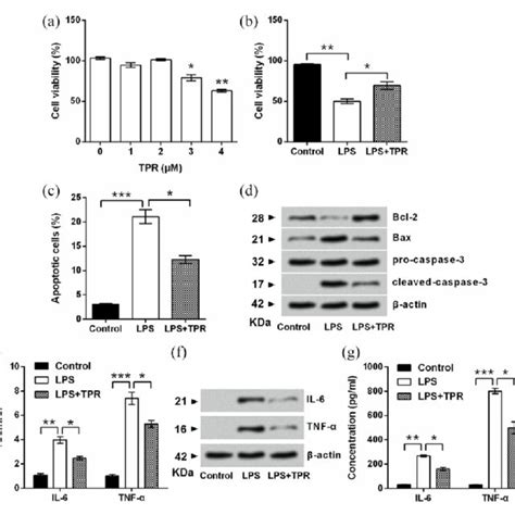 Tripterine Attenuated LPS Induced Cell Damage Through Up Regulation Of