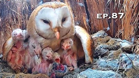 Barn Owl Nest ep 87Lechuzas en el nido DIRECTO Cámara 38 Ávila