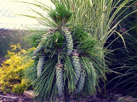Сосна Шверина Витхорст: купить саженцы Pinus schwerinii Wiethorst в ...