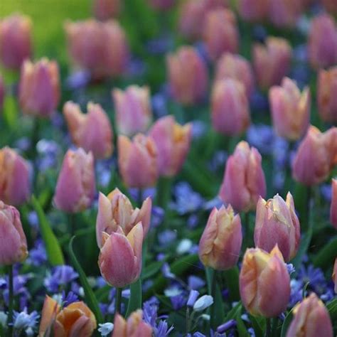 Тюльпан Салмон Принц 5 шт. – купить в питомнике по цене 604 ₽ с ...