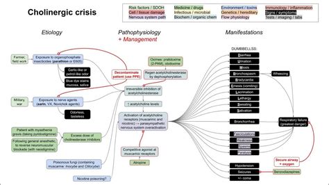 Cholinergic crisis, organophosphate poisoning (mechanism of disease ...