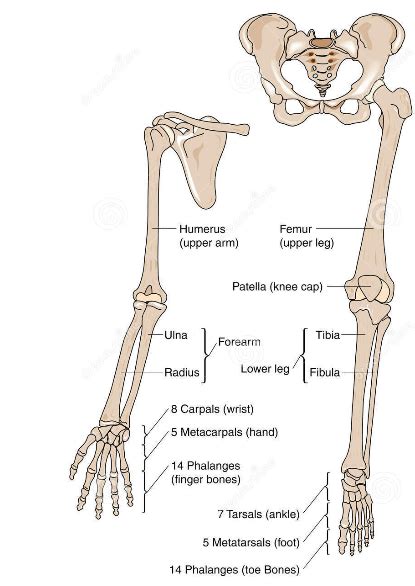 Human Body Skeleton System Upper Limbs Posterior View, 40% OFF