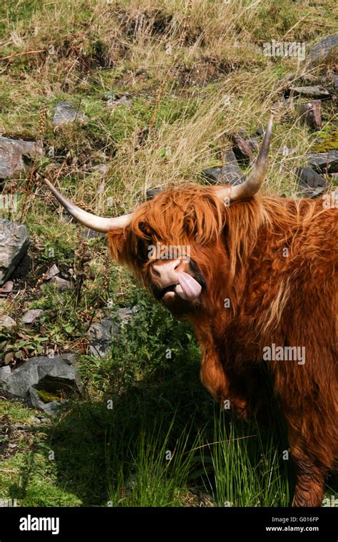 Highland cattle scotland hi-res stock photography and images - Alamy