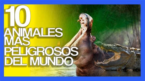 10 Animales Más Peligrosos Del Mundo Youtube