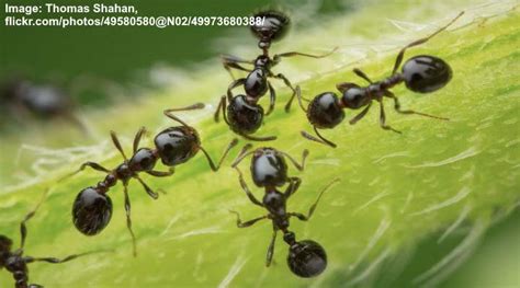 Tipos de Hormigas Con Identificación y Fotos Tabla de Identificación