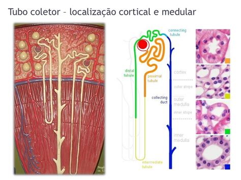 Aula 3 Histologia Sistema Urinário