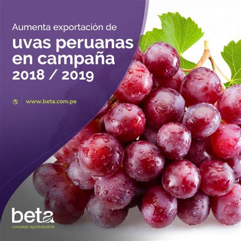 Aumenta Exportaci N De Uvas Peruanas En Campa A Beta