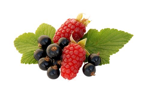 Berry Png Transparent Background 29228724 Png