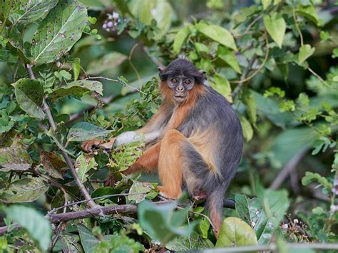 Humerus Revelations Of The Naked Ape Spotlight On Students Primate