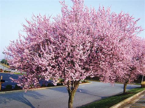 Why Did My Flowering Plum Tree Make Fruit This Year Home And Garden