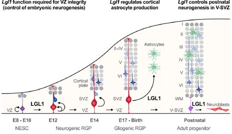 Discrete Sequential Functions Of Lgl In Regulating Rgp Behavior In The