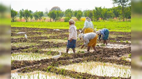 Green Revolutions Unintended Fallout Deepening Of Indias Farming Crisis Expert Views