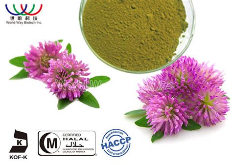 Custom Trifolium Pratense Extract , Red Clover Plant Extract Powder ...