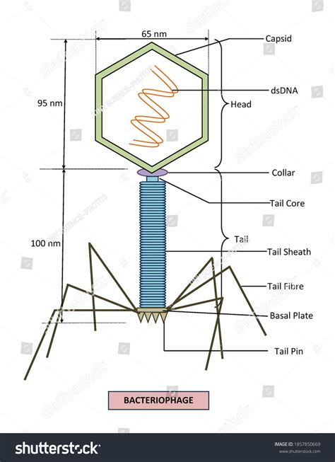 Bacteriophage Structure Labeled