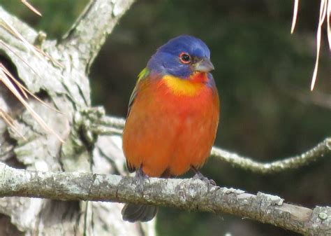 Painted Bunting - FeederWatch