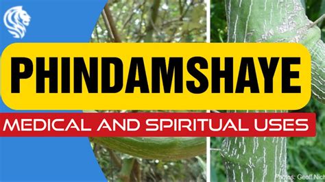 PHINDAMSHAYE Medical And Spiritual Uses YouTube