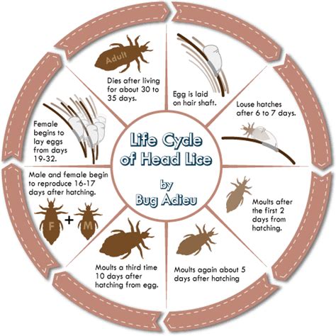 Life Cycle Of Head Lice Diagram