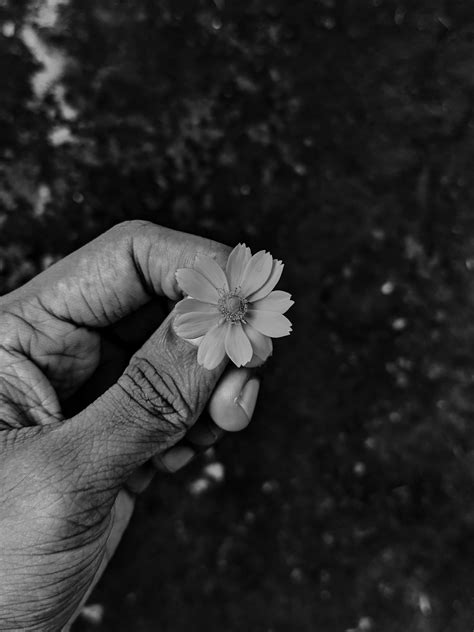 Hand Holding a Tiny Flower · Free Stock Photo