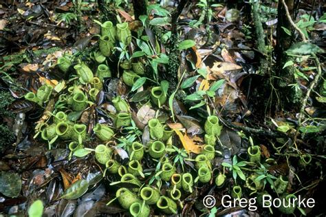 Непентес (Nepenthes). Кувшинчик - убийца: masterok — LiveJournal