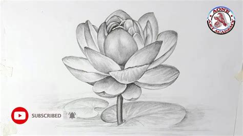 kamal ka phool flower