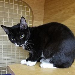 MOUNT PLEASANT SC SPIKE A Domestic Shorthair For Adoption In Mount