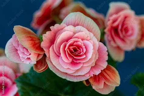 Blooming Begonia Elatior Of The Borias Variety Floriculture Hobby