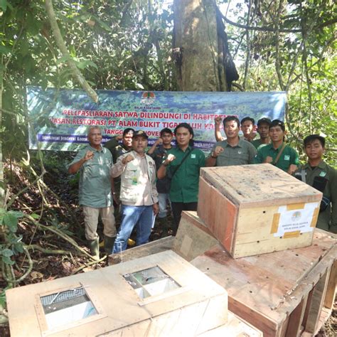 BKSDA Jambi Lepasliarkan Satwa Di Hutan Konsesi PT Alam Bukit