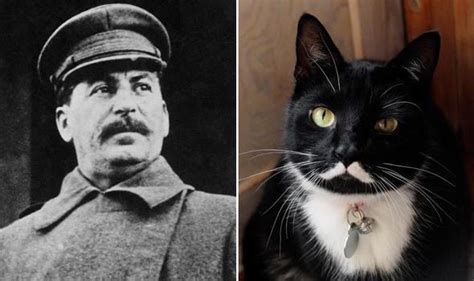 Meowseph Stalin Becomes Famous Cat After Being Named After Dictator