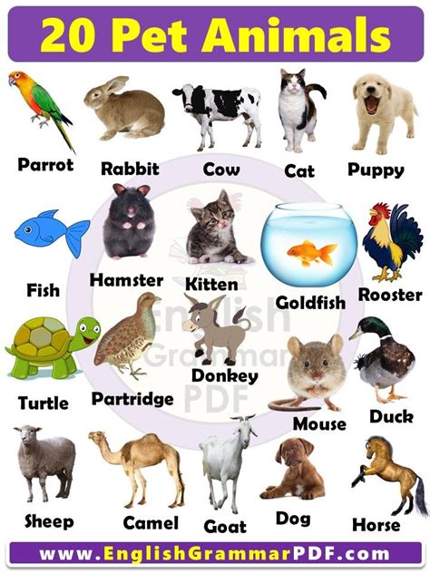 20 Pet Animals Name List with Pictures in English for Kids PDF ...