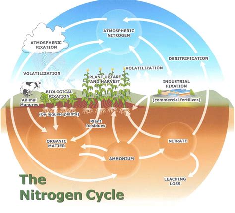 Biogeochemical Cycles Bioninja Nitrogen Cycle Soil Soil Organisms