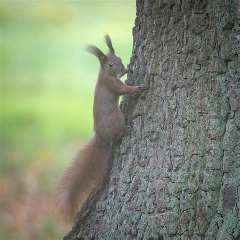 Red Squirrel Red Squirrel Sciurus Vulgaris Climbing A Tr Flickr