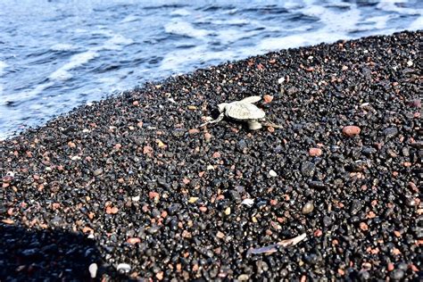 La Schiusa Delle Tartarughe A Linosa Photogallery Rai News