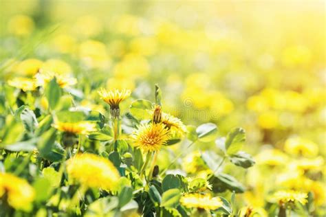 Beautiful Yellow Dandelions Flowers Close Up Dandelions Background