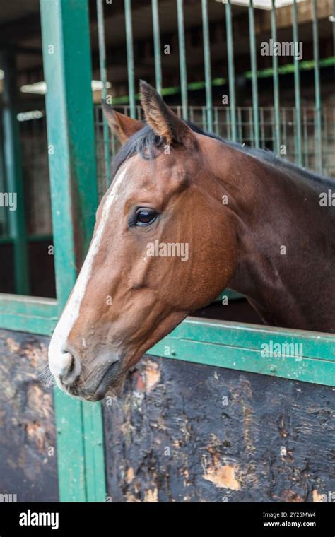 Darlington Uk9th September 2024 Trainer Michael Dods Threw Open The