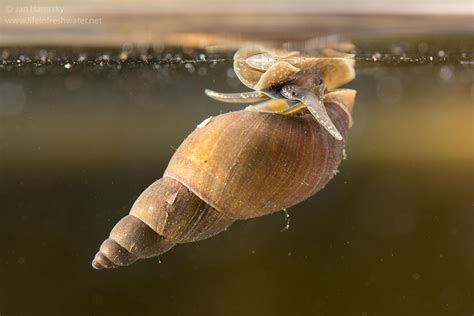 Freshwater Snails And Limpets Life In Freshwater