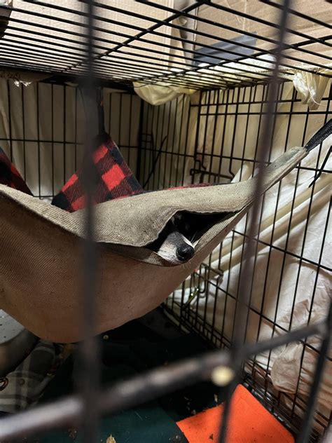 Amaya's Wild Heart Rescue