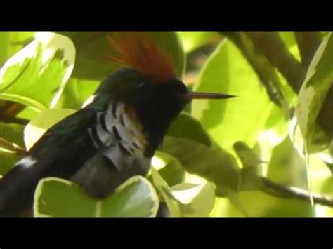 Frilled Coquette Topetinho Vermelho Lophornis Magnificus Youtube