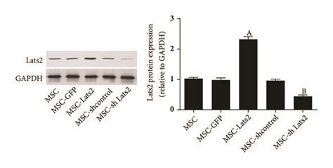 Transgene Expression Levels Of Lats1 And Lats2 In Bmscs After