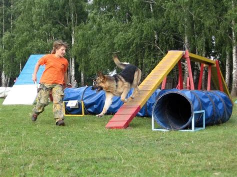 дачные тренажеры для серьезных собак: 2 тыс изображений найдено в ...