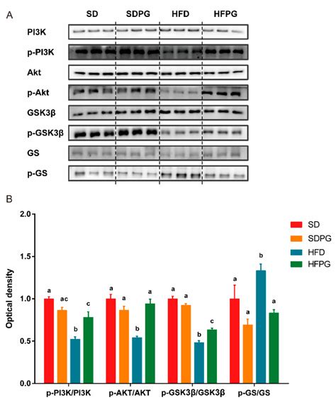 Pg Enhances Hepatic Insulin Signaling Pi3kakt Gsk3β Pathway In