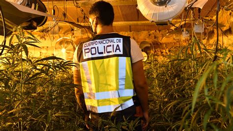 Las Plantaciones De Marihuana En Barrios De Almer A Obligan A Endesa A