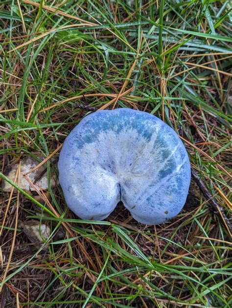 Indigo milk cap (unedited) : r/mycology