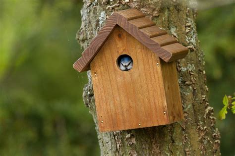 Where To Position A Nesting Box