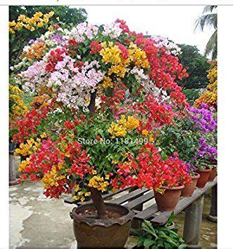 100pcs Mix Color Bougainvillea Spectabilis Willd Seeds Bonsai Flower