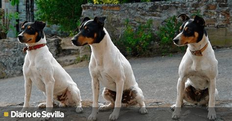 Ratonero Bodeguero Andaluz El Perro Con M S Vitalidad