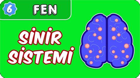 Sinir Sistemi 6 Sınıf Fen evokul Kampı YouTube