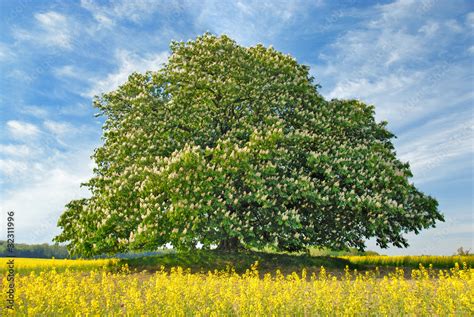 Kastanienbaum im Frühjahr 112 Stock Foto Adobe Stock