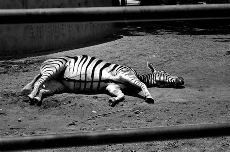 Dead Zebra Flickr Photo Sharing