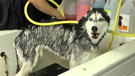 Mishka Sings In The Shower Siberian Husky Bath Youtube